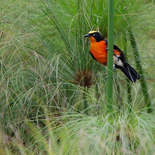 1259951210765102 1107712147551701346 n