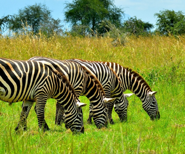 10 Days Northern Uganda adventure, cultural and wildlife Safari